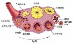 泰国试管婴儿为什么要进行黄体支持？