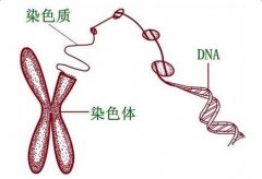 胚胎染色体异常能做第三代试管婴儿要孩子吗?